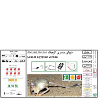 گونه دوپای مصری کوچک Lesser Egyptain jerboa